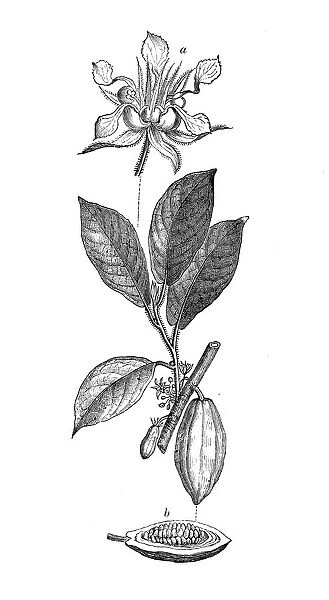 Botany plants antique engraving illustration: Theobroma cacao, cacao tree, cocoa tree