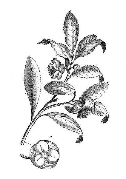 Botany plants antique engraving illustration: Camellia sinensis