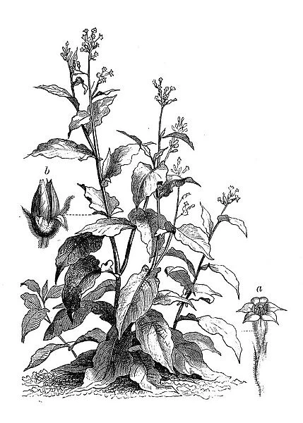 Botany plants antique engraving illustration: Nicotiana tabacum, tobacco