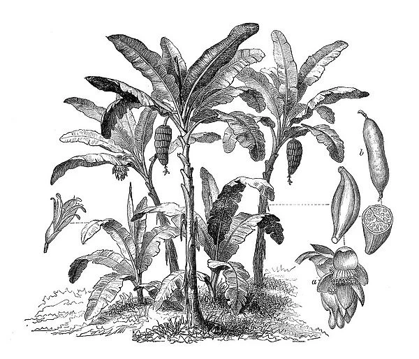 Botany plants antique engraving illustration: Musa sapientum, Banana Tree