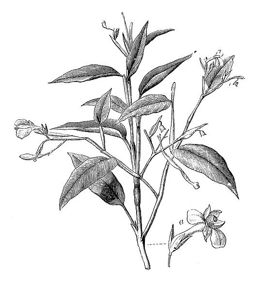 Botany plants antique engraving illustration: Maranta arundinacea, arrowroot, maranta