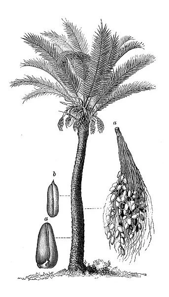 Botany plants antique engraving illustration: Phoenix dactylifera, date palm