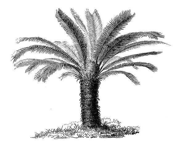 Botany plants antique engraving illustration: Cycas revoluta (Sotetsu, sago palm)