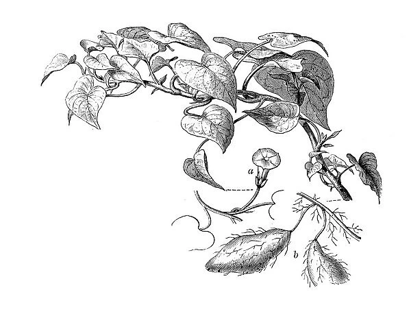 Botany plants antique engraving illustration: Batatas edulis