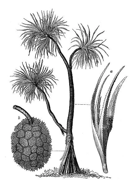Botany plants antique engraving illustration: Pandanus odorifer, screw-pine