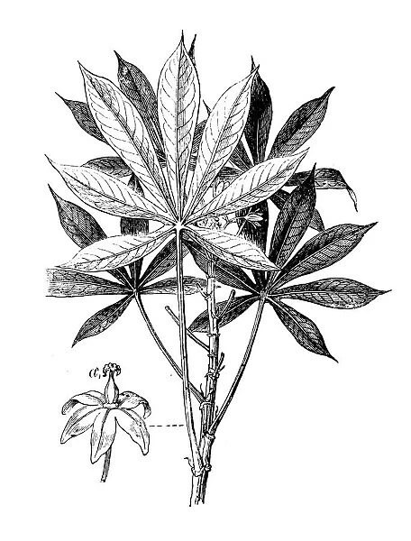 Botany plants antique engraving illustration: Manihot esculenta (cassava, manioc)