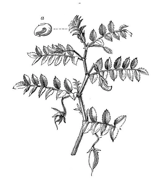 Botany plants antique engraving illustration: Chick pea (Cicer arietinum)