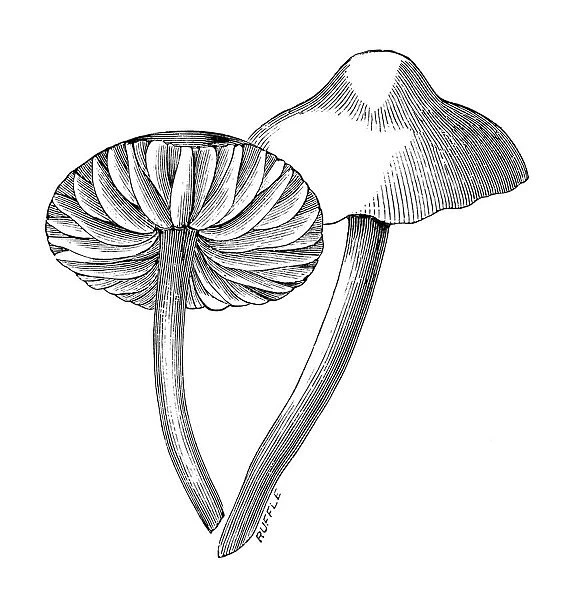 Botany plants antique engraving illustration: Marasmius oreades, Scotch bonnet, fairy ring mushroom