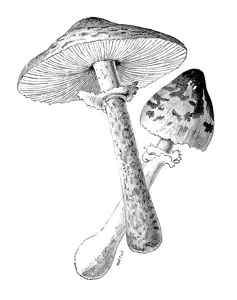 Botany plants antique engraving illustration: parasol mushroom (Macrolepiota procera)