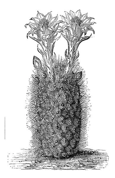 Botany plants antique engraving illustration: Echinocactus haynii
