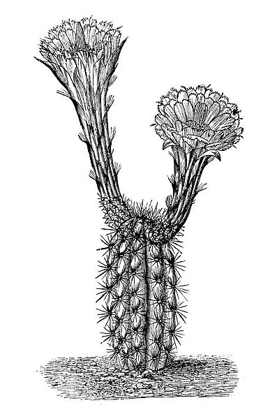 Botany plants antique engraving illustration: Cereus pleiogonus