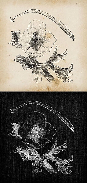 Botany plants antique engraving illustration: Glaucium flavum (yellow hornpoppy