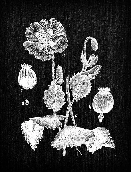 Botany plants antique engraving illustration: Papaver somniferum (opium poppy)