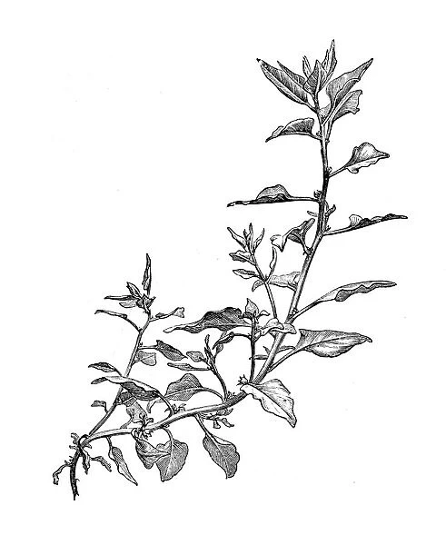 Botany plants antique engraving illustration: New Zealand Spinach