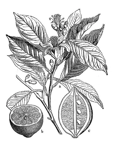 Botany plants antique engraving illustration: Citrus limon (lemon)
