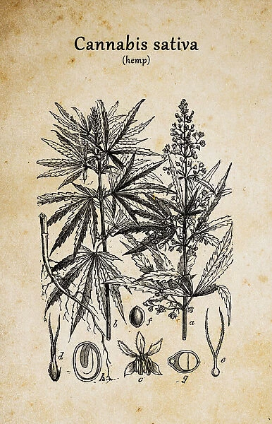 Botany plants antique engraving illustration: Cannabis sativa
