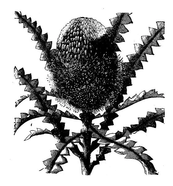 Botany plants antique engraving illustration: Banksia