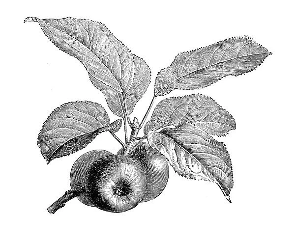 Botany plants antique engraving illustration: Apple Tree