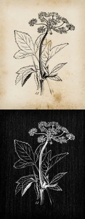 Framed Print : Botany plants antique engraving illustration: Aegopodium podagraria (ground elder Framed Print : Botany plants antique engraving illustration: Aegopodium podagraria (ground elder