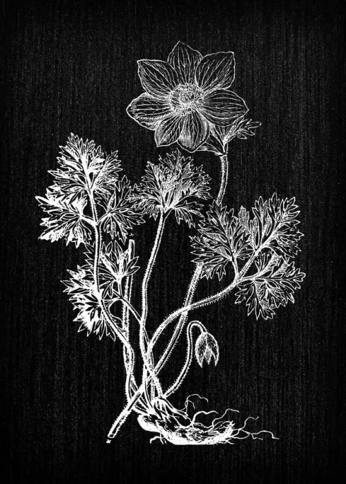 Framed Print : Botany plants antique engraving illustration: Anemone coronaria (poppy anemone Framed Print : Botany plants antique engraving illustration: Anemone coronaria (poppy anemone