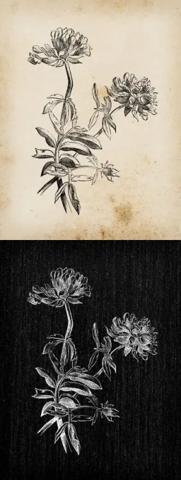 Framed Print : Botany plants antique engraving illustration: Anthyllis vulneraria (common kidneyvetch Framed Print : Botany plants antique engraving illustration: Anthyllis vulneraria (common kidneyvetch