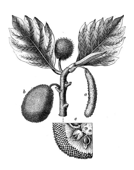 Framed Print : Botany plants antique engraving illustration: Breadfruit, Artocarpus altilis Framed Print : Botany plants antique engraving illustration: Breadfruit, Artocarpus altilis