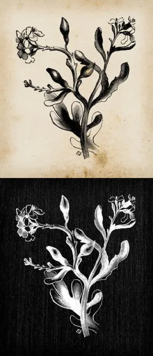 Framed Print : Botany plants antique engraving illustration: Cakile maritima (European searocket)