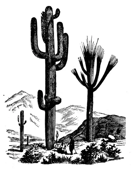 Framed Print : Botany plants antique engraving illustration: Cereus Framed Print : Botany plants antique engraving illustration: Cereus