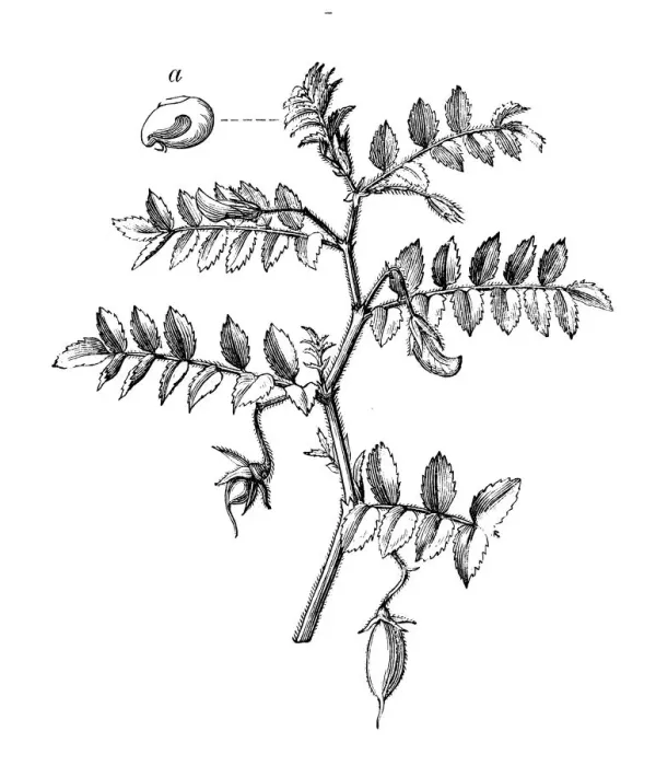 Framed Print : Botany plants antique engraving illustration: Chick pea (Cicer arietinum) Framed Print : Botany plants antique engraving illustration: Chick pea (Cicer arietinum)