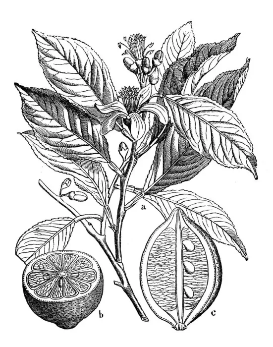 Framed Print : Botany plants antique engraving illustration: Citrus limon (lemon) Framed Print : Botany plants antique engraving illustration: Citrus limon (lemon)