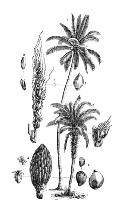 Framed Print : Botany plants antique engraving illustration: Coconut tree, Cocos nucifera Framed Print : Botany plants antique engraving illustration: Coconut tree, Cocos nucifera