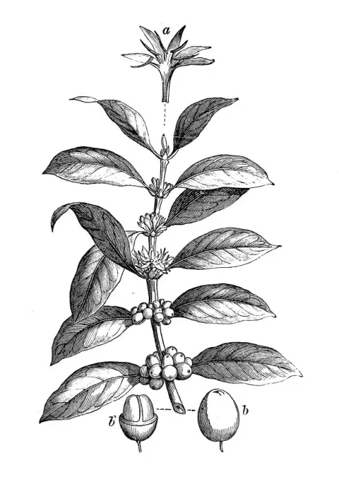 Framed Print : Botany plants antique engraving illustration: Coffea arabica, Arabian coffee Framed Print : Botany plants antique engraving illustration: Coffea arabica, Arabian coffee