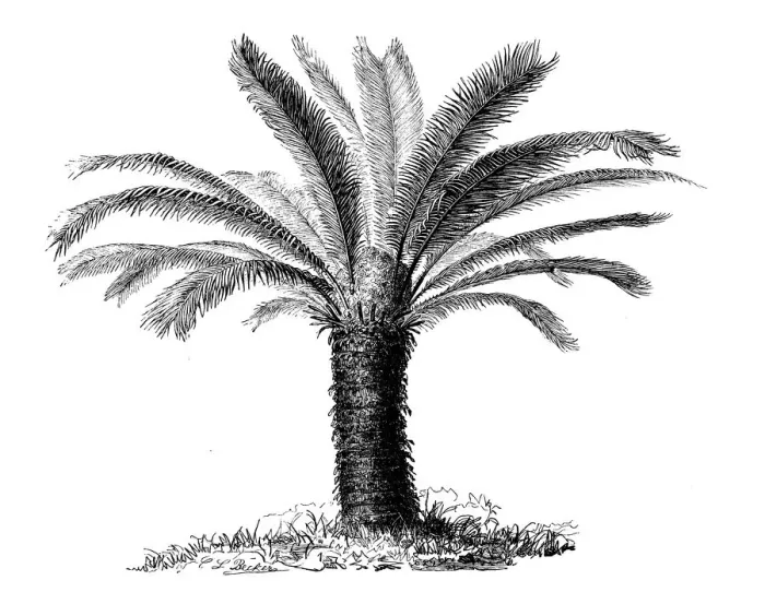 Framed Print : Botany plants antique engraving illustration: Cycas revoluta (Sotetsu, sago palm) Framed Print : Botany plants antique engraving illustration: Cycas revoluta (Sotetsu, sago palm)
