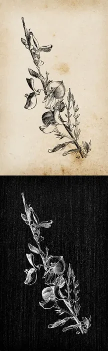 Framed Print : Botany plants antique engraving illustration: Cytisus scoparius (common broom) Framed Print : Botany plants antique engraving illustration: Cytisus scoparius (common broom)