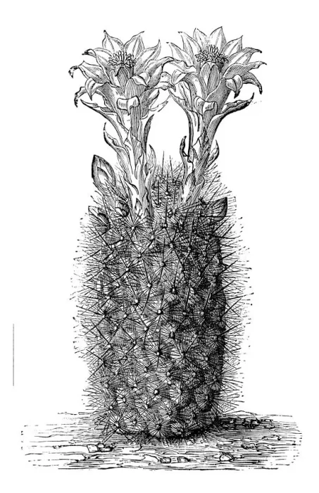 Framed Print : Botany plants antique engraving illustration: Echinocactus haynii Framed Print : Botany plants antique engraving illustration: Echinocactus haynii