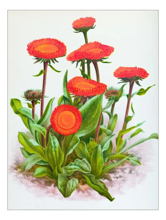 Framed Print : Botany plants antique engraving illustration: Erigeron aurantiacus Framed Print : Botany plants antique engraving illustration: Erigeron aurantiacus
