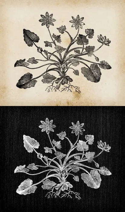 Framed Print : Botany plants antique engraving illustration: Ficaria verna (Ranunculus ficaria Framed Print : Botany plants antique engraving illustration: Ficaria verna (Ranunculus ficaria