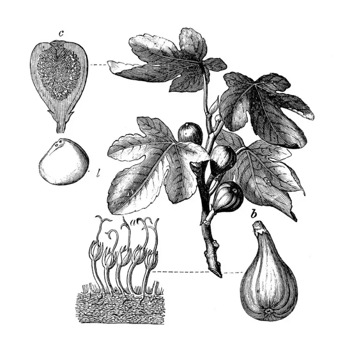 Framed Print : Botany plants antique engraving illustration: Ficus carica, fig tree Framed Print : Botany plants antique engraving illustration: Ficus carica, fig tree