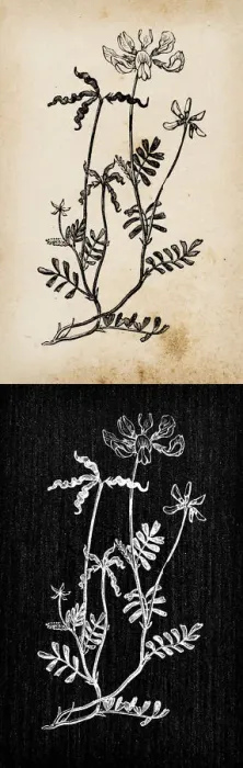 Framed Print : Botany plants antique engraving illustration: Hippocrepis comosa (horseshoe vetch) Framed Print : Botany plants antique engraving illustration: Hippocrepis comosa (horseshoe vetch)
