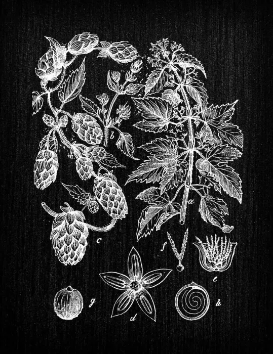 Framed Print : Botany plants antique engraving illustration: Humulus lupulus (common hop or hop) Framed Print : Botany plants antique engraving illustration: Humulus lupulus (common hop or hop)