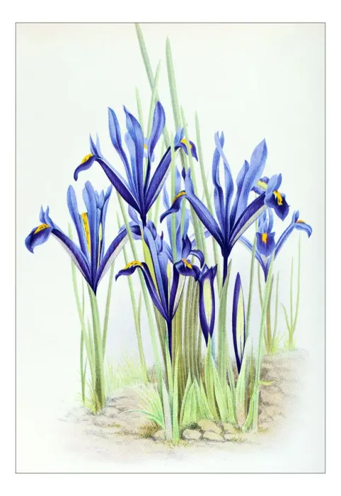 Framed Print : Botany plants antique engraving illustration: Iris reticulata, netted iris Framed Print : Botany plants antique engraving illustration: Iris reticulata, netted iris