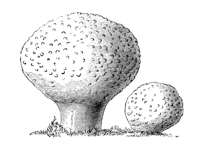 Framed Print : Botany plants antique engraving illustration: Lycoperdon perlatum, puffball