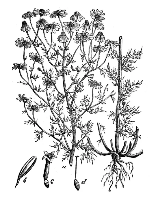 Framed Print : Botany plants antique engraving illustration: Matricaria chamomilla (chamomile) Framed Print : Botany plants antique engraving illustration: Matricaria chamomilla (chamomile)