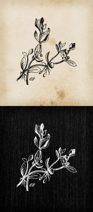 Framed Print : Botany plants antique engraving illustration: Montia fontana (blinks, water blinks) Framed Print : Botany plants antique engraving illustration: Montia fontana (blinks, water blinks)