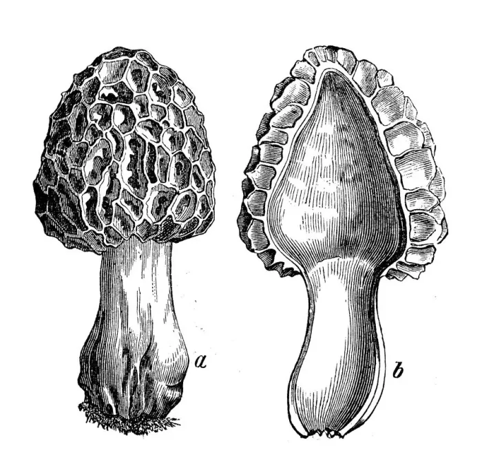 Framed Print : Botany plants antique engraving illustration: Morchella esculenta (common morel, morel, yellow morel, true morel, morel mushroom, sponge morel) Framed Print : Botany plants antique engraving illustration: Morchella esculenta (common morel, morel, yellow morel, true morel, morel mushroom, sponge morel)