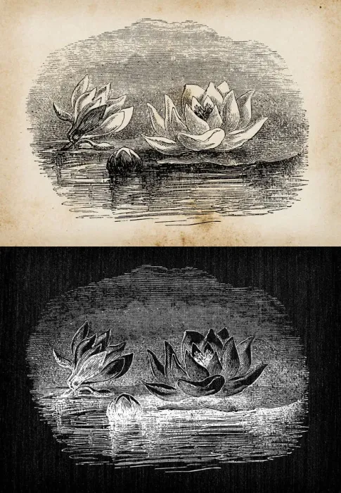 Framed Print : Botany plants antique engraving illustration: Nymphaea alba (European white water lily) Framed Print : Botany plants antique engraving illustration: Nymphaea alba (European white water lily)