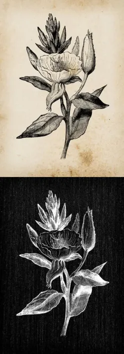 Framed Print : Botany plants antique engraving illustration: Oenothera biennis (evening primrose Framed Print : Botany plants antique engraving illustration: Oenothera biennis (evening primrose
