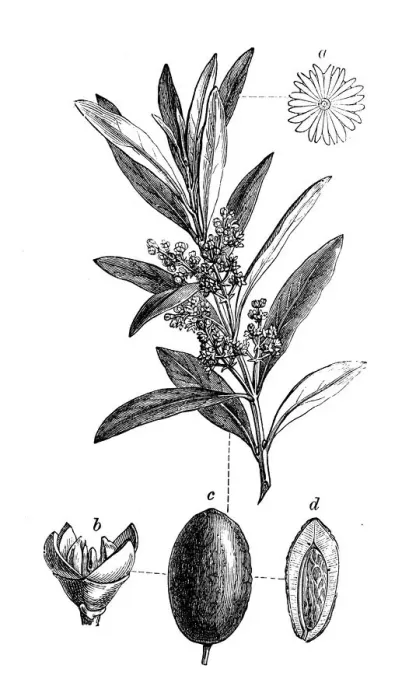 Framed Print : Botany plants antique engraving illustration: Olea europaea, Olive tree Framed Print : Botany plants antique engraving illustration: Olea europaea, Olive tree