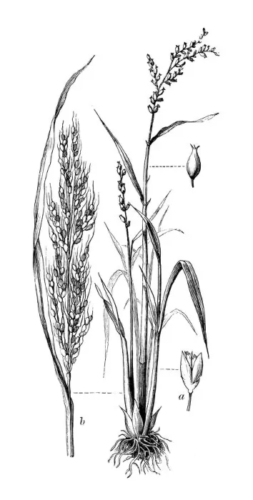 Framed Print : Botany plants antique engraving illustration: Oryza sativa (Asian rice) Framed Print : Botany plants antique engraving illustration: Oryza sativa (Asian rice)