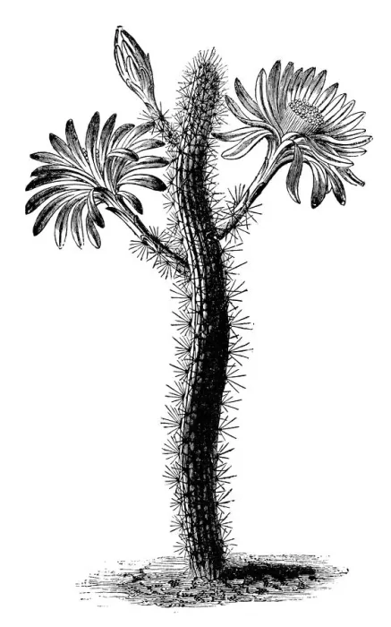 Framed Print : Botany plants antique engraving illustration: Peniocereus serpentinus, Cereus serpentinus Framed Print : Botany plants antique engraving illustration: Peniocereus serpentinus, Cereus serpentinus